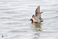Phalarope à bec étroit.