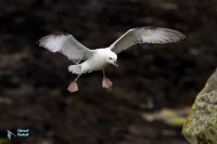 Fulmar boréal.