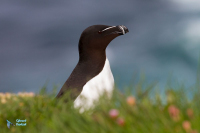 Pingouin torda.