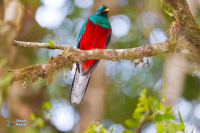 Quetzal resplendissant