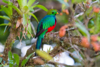 Quetzal resplendissant