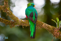 Quetzal resplendissant