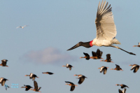 Jabiru