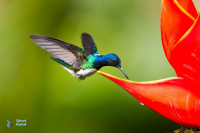 Colibri jacobin