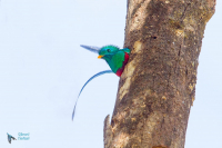 Quetzal resplendissant
