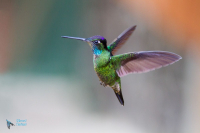 Colibri de Rivoli