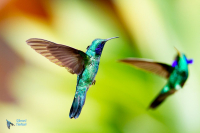 Colibri thalassin