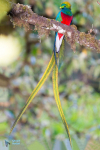 Quetzal resplendissant
