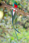 Quetzal resplendissant