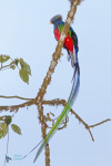 Quetzal resplendissant