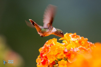 Colibri scintillant