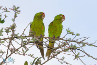 Conure de finish