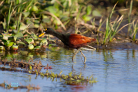 Jacana d'Amérique