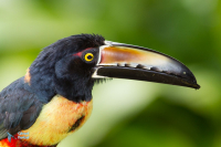 Aracari à collier