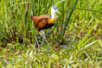 Jacana à poitrine dorée