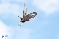 Aigle huppard