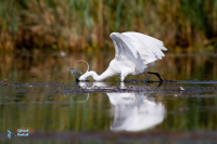 Aigrette garzette