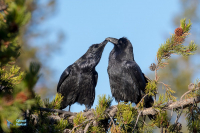 Grand corbeau