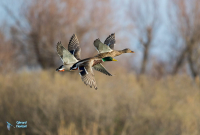 Canard colvert