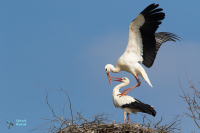 Cigogne blanche