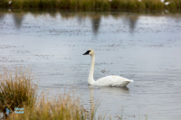 Cygne trompette