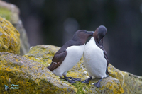 Pingouin torda