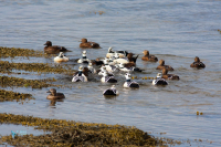 Eider de Steller