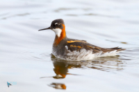 Phalarope à bec étroit