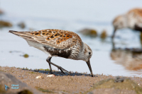 Bécasseau variable
