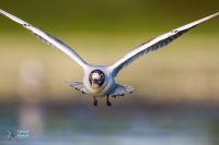 Mouette rieuse