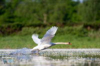 Cygne tuberculé