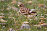 Eodicnème criard