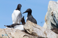 Guillemot de troïl