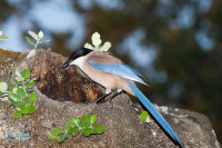 Pie bleue