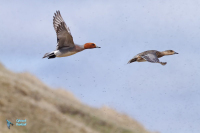 Canard sifleur.