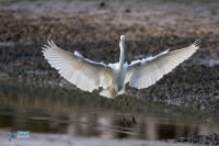 Grande aigrette
