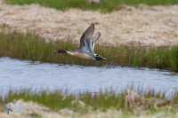 Canard pilet.