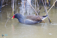 Poule d'eau