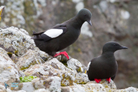 Guillemot à miroir.