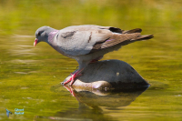 Pigeon Colombin