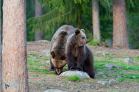 Ours brun.
