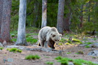 Ours brun.