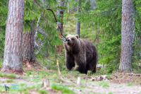 Ours brun.