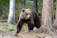Ours brun.
