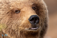 Ours brun.