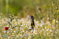 Outarde canepetière