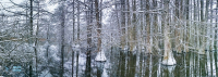 Etang de Boulieu
