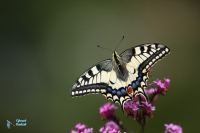 Machaon