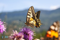 Machaon