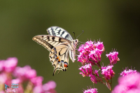 Machaon